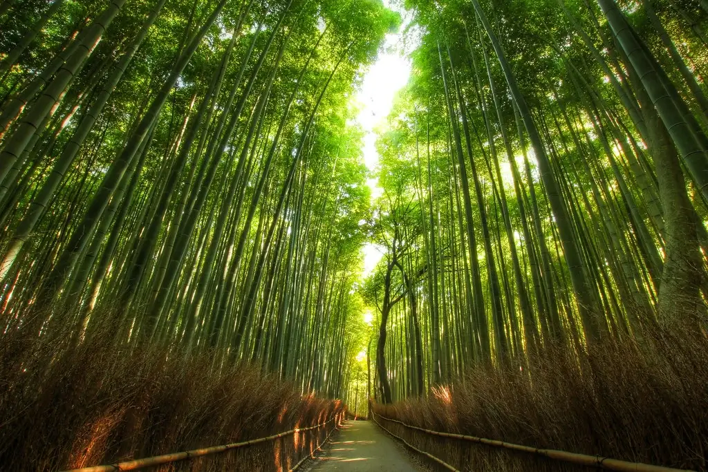 Japan Itinerary 7 Days, Arashiyama Bamboo Grove