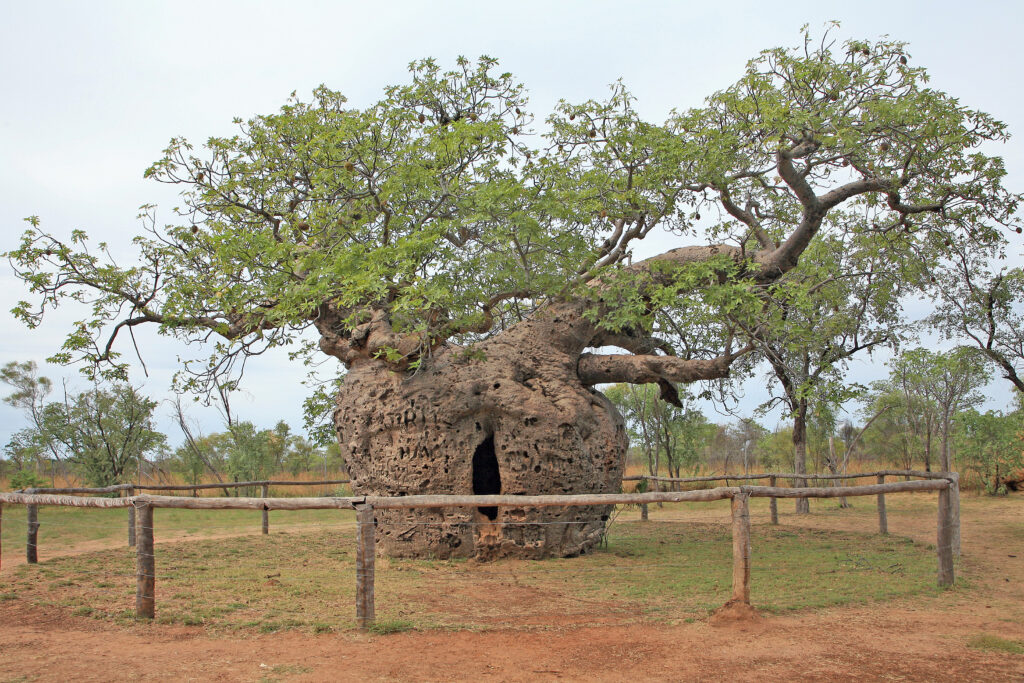 Boab Prison Tree, Gibb River Road Itinerary 7 Days
